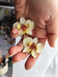 Orchidėjos Auskarai.  Polimerinis molis